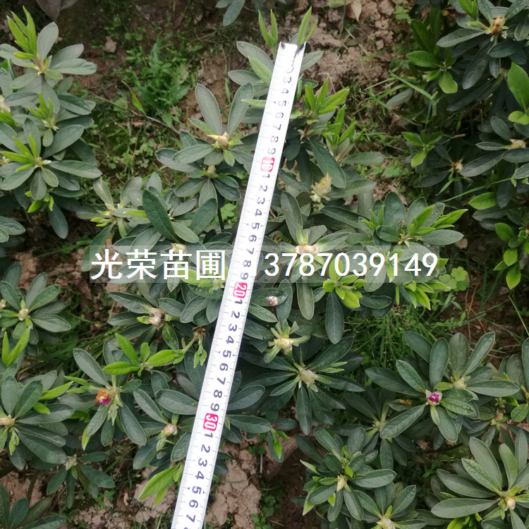 灌木小毛球