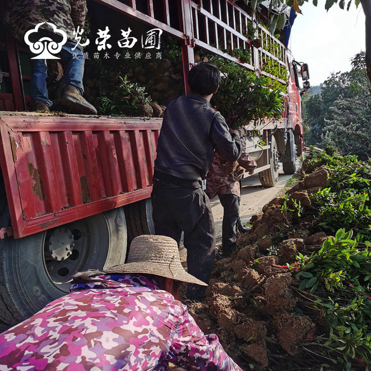 杜鹃毛球高度50公分.jpg