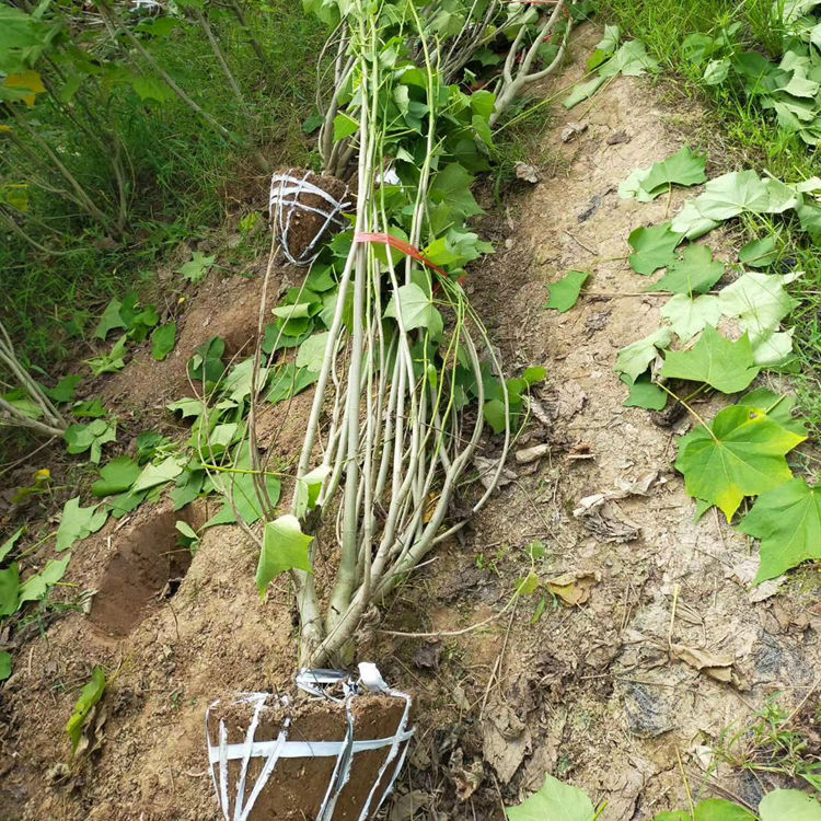 木芙蓉多少钱一株