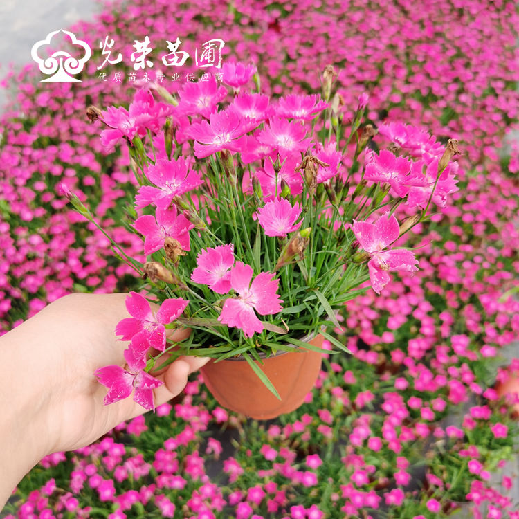 欧石竹.jpg