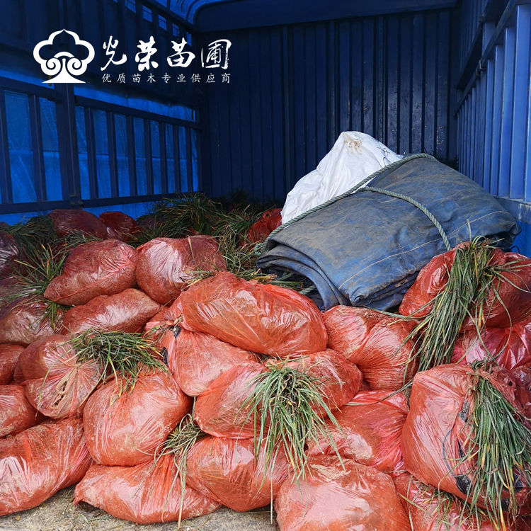 风雨兰价格.jpg