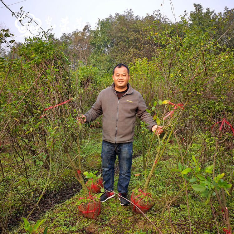 3公分黄花槐价格.jpg