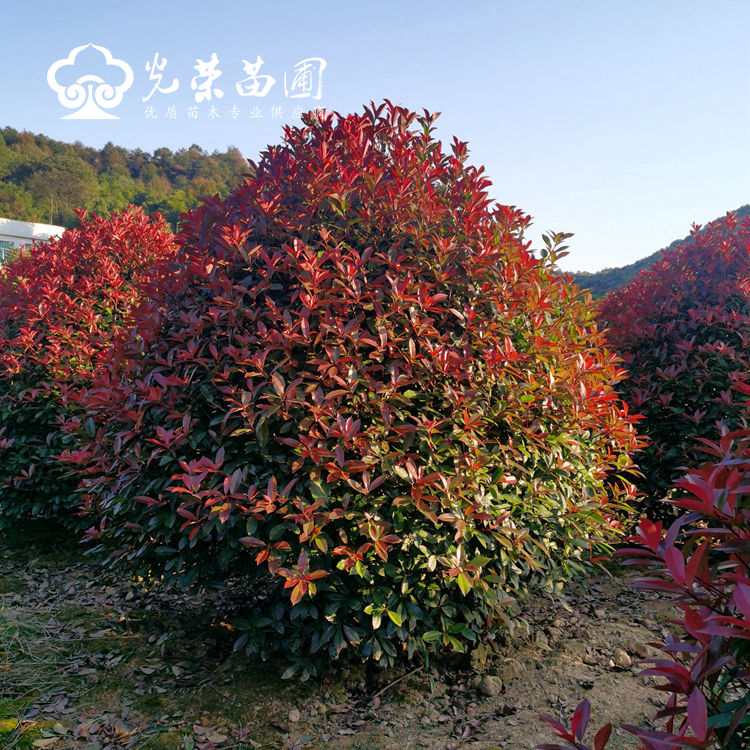 红叶石楠球小叶全红品种.jpg