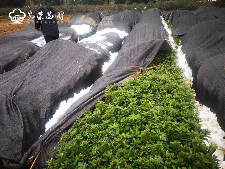 雪天起杜鹃小毛球.jpg