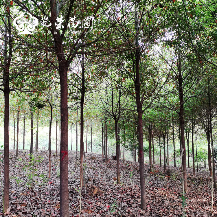 湖南香樟基地.jpg