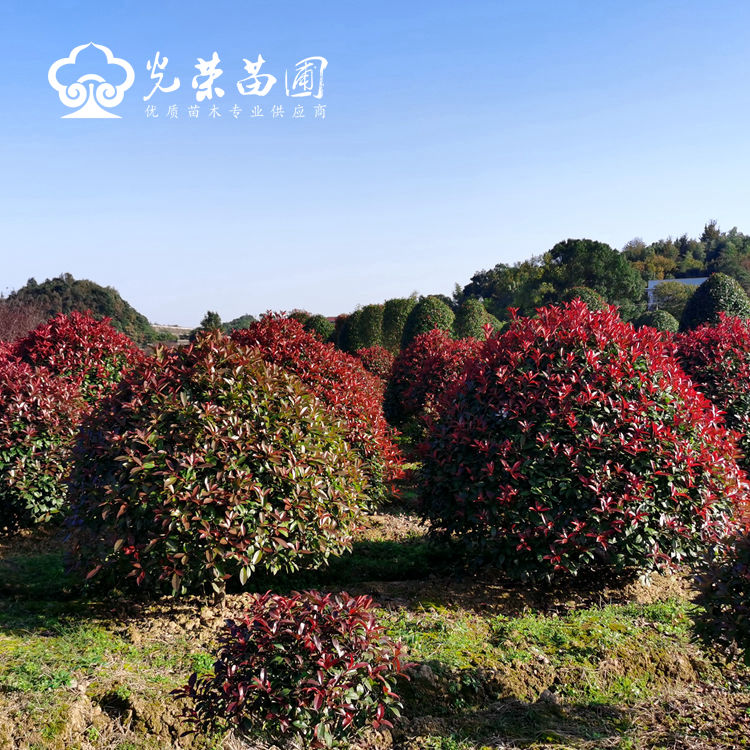 红叶石楠球基地.jpg