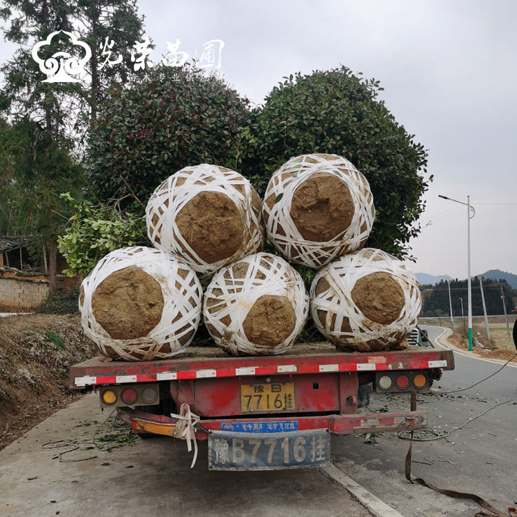 红叶石楠树装车方法.jpg