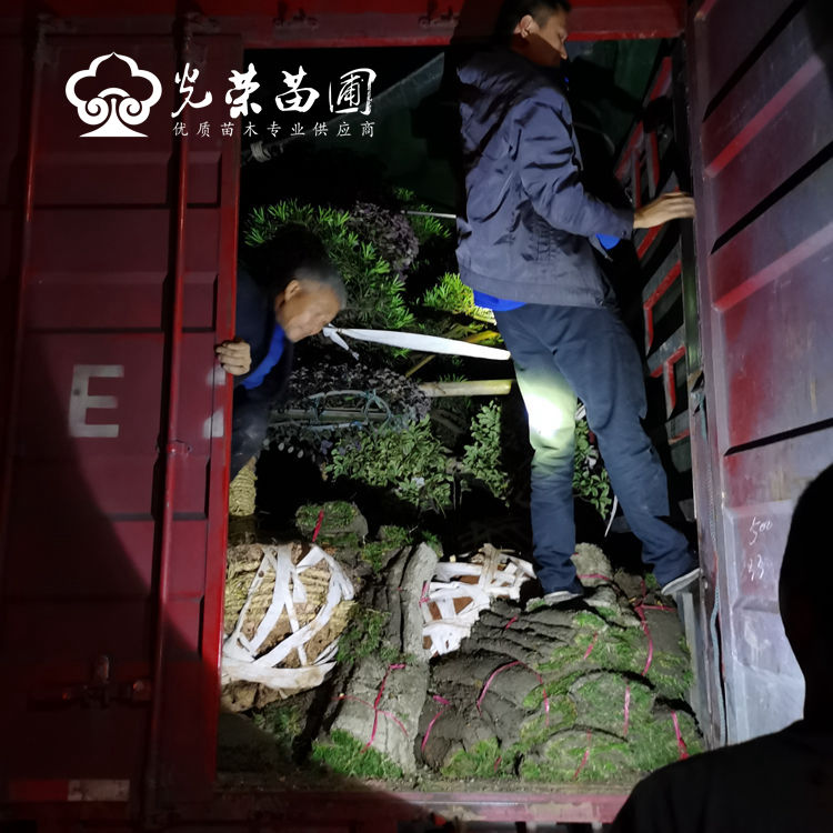 造型桩景庭院树草皮混装.jpg