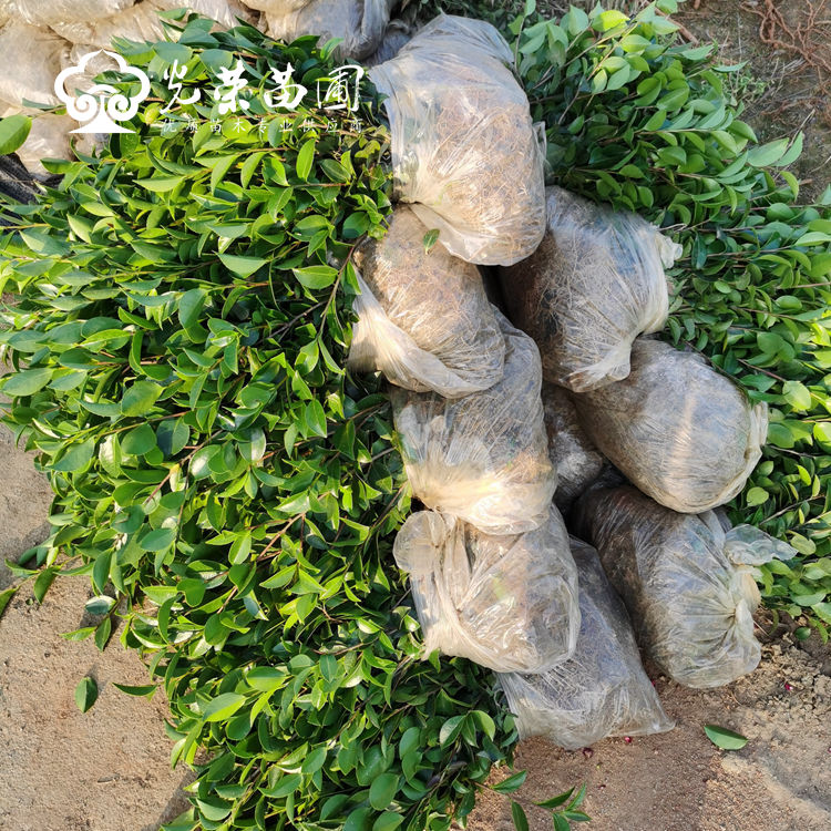 茶梅小苗批发.jpg