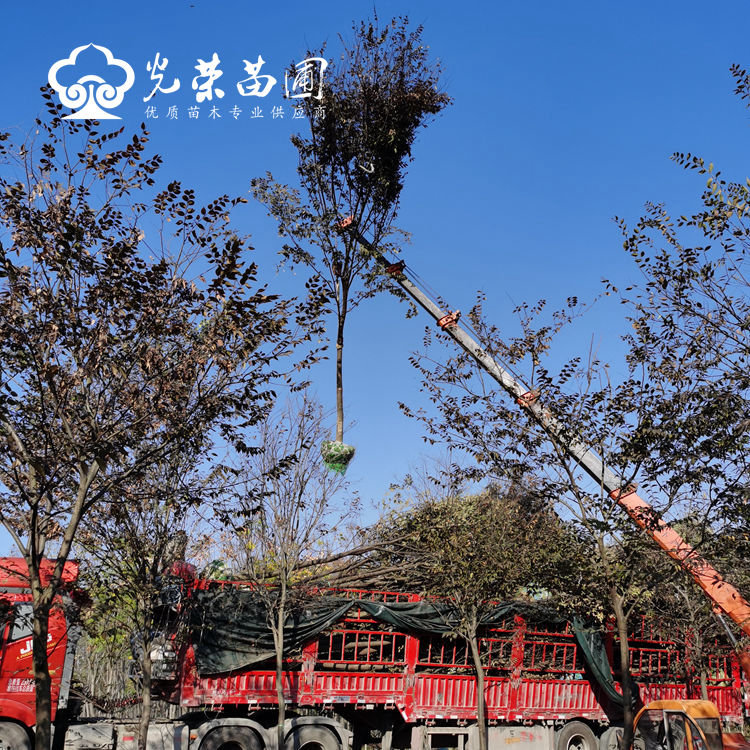 吊装全冠榉树.jpg