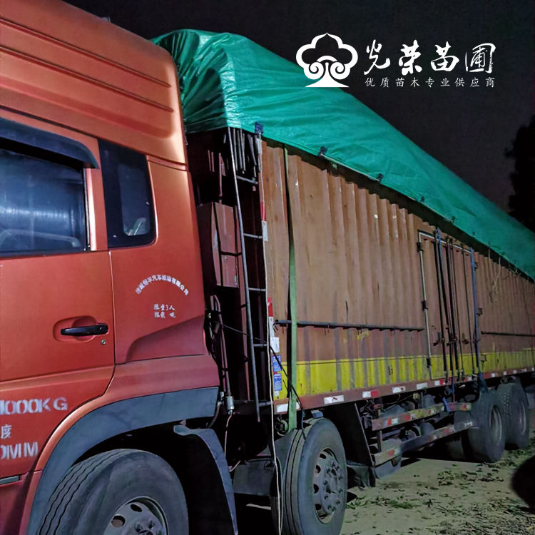 香樟红叶石楠装车完毕等待发货.jpg