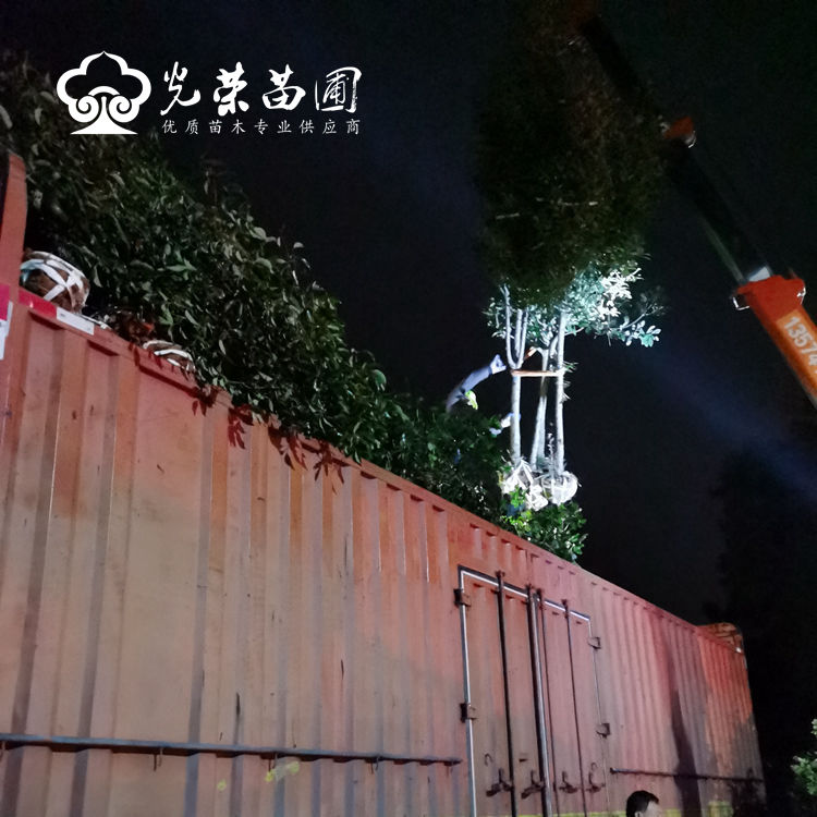 持续装车确保按时发货.jpg