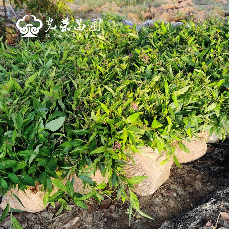 粉花绣线菊小苗.jpg