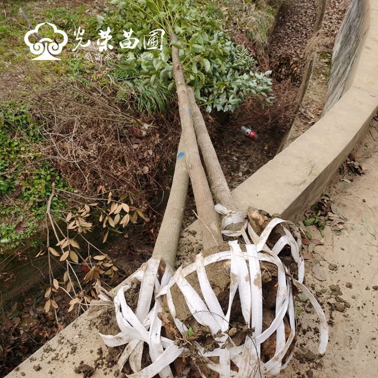 土球质量不合格的苗绝不上车.jpg
