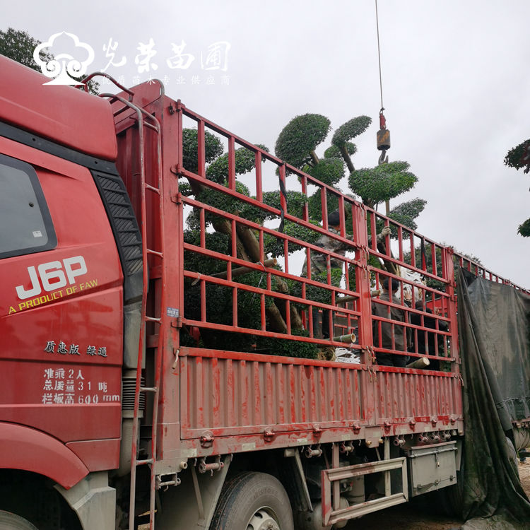 专业起挖吊装小叶女贞桩景.jpg