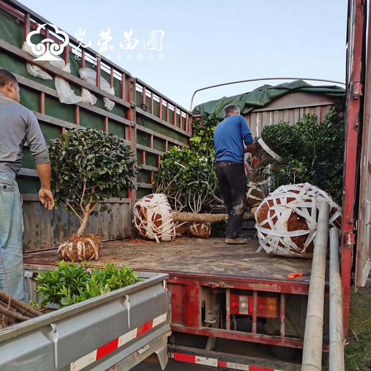 多品种别墅庭院苗木混装.jpg
