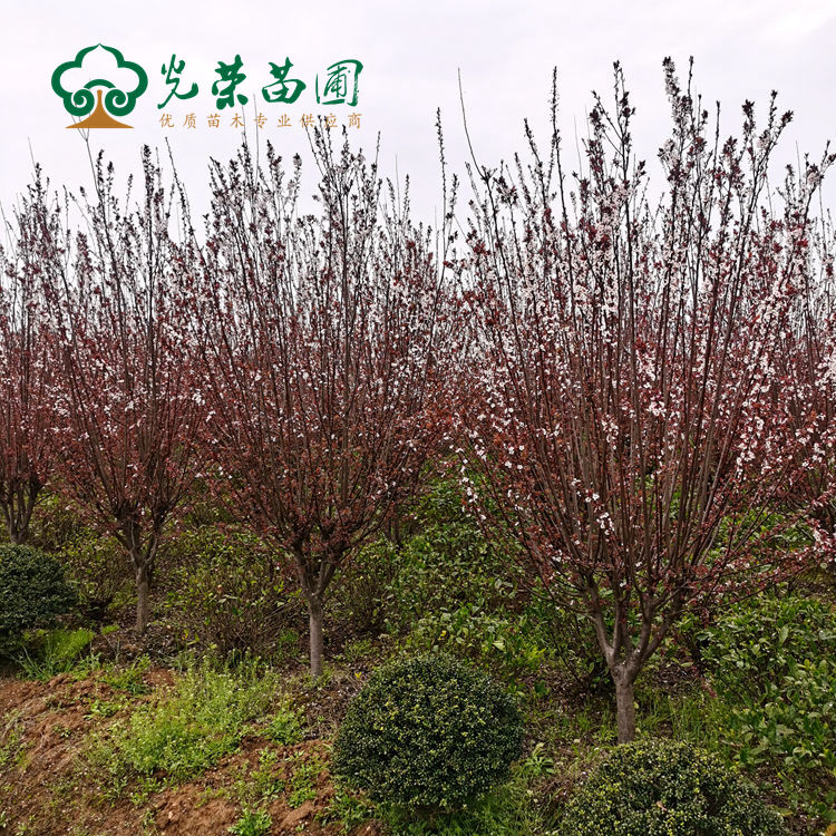 红叶李.jpg