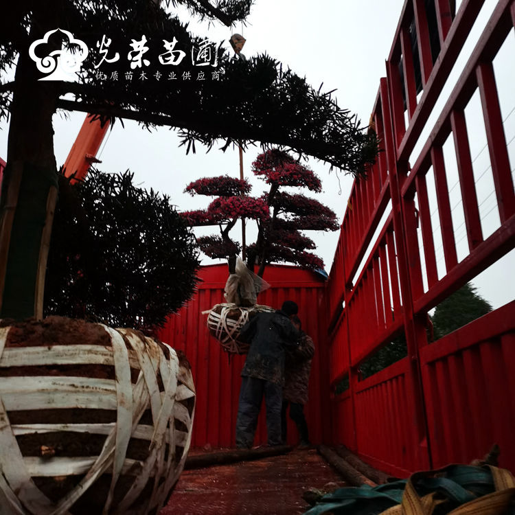 罗汉松红花继木造型桩景装车中.jpg