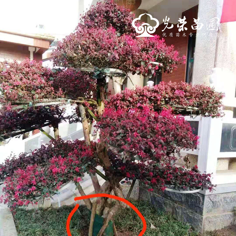 北方能种造型红继木桩吗.jpg