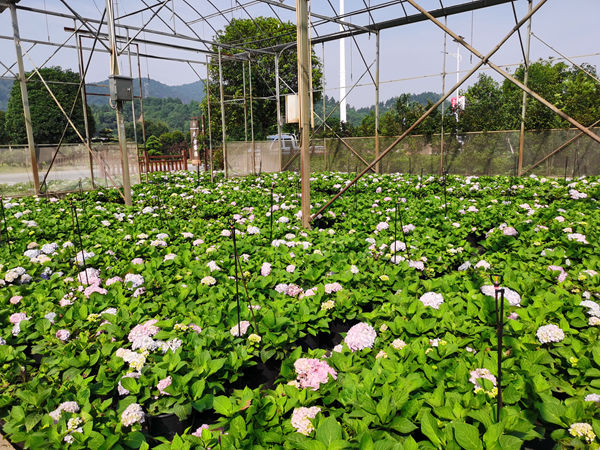 好养花多颜色梦幻，阳台党的福音，花园里的颜值担当，易多梦幻绣球，你值得拥有
