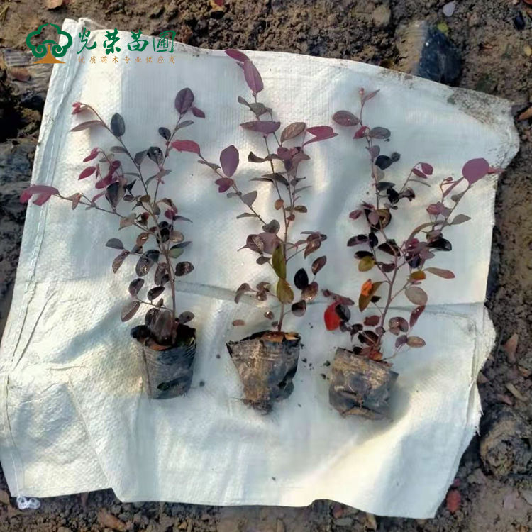 红花继木小杯苗单株展示.jpg